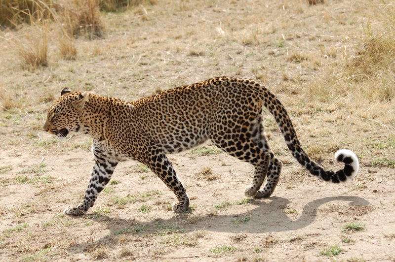 Illustration for article titled Out of Africa. More Leopards.